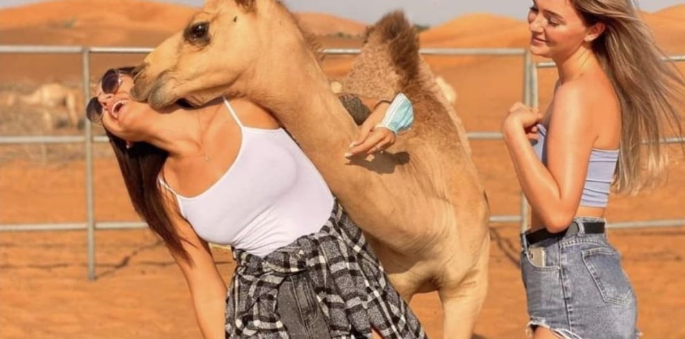 Evening Desert Safari