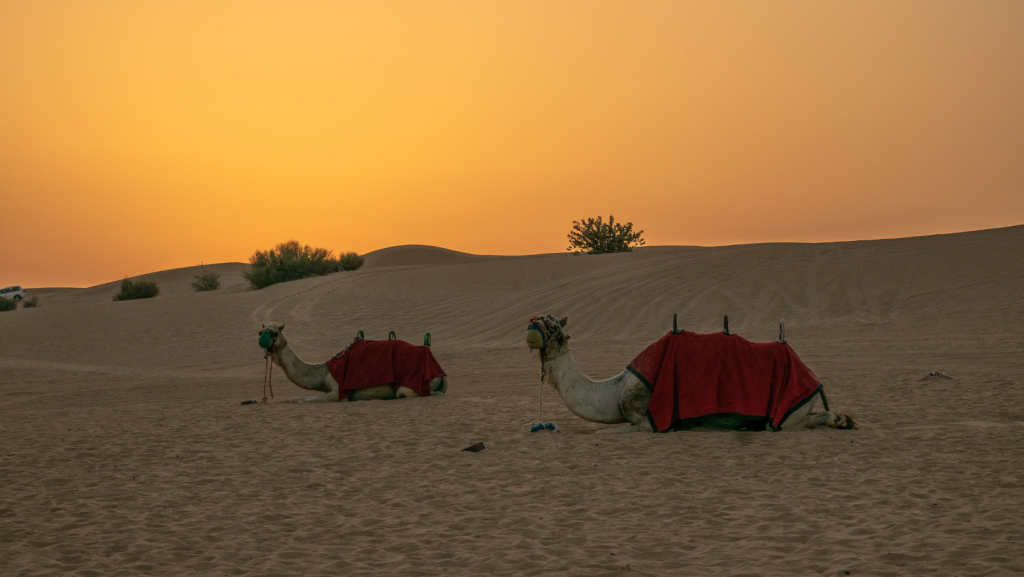 vip morning desert safari