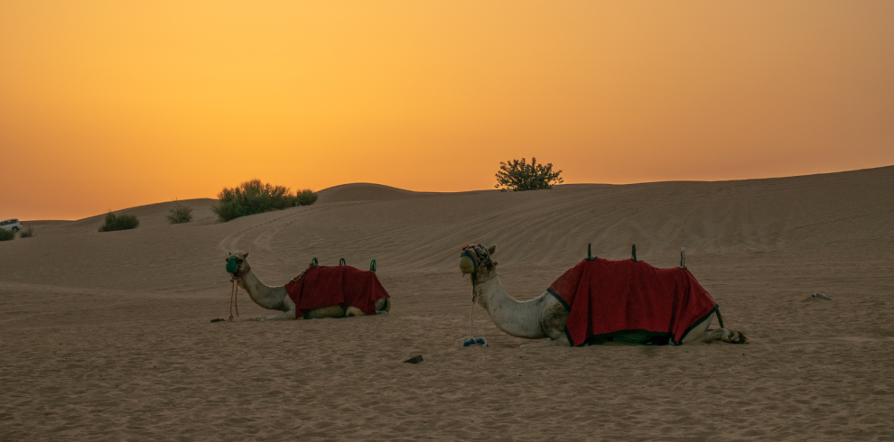 vip morning desert safari