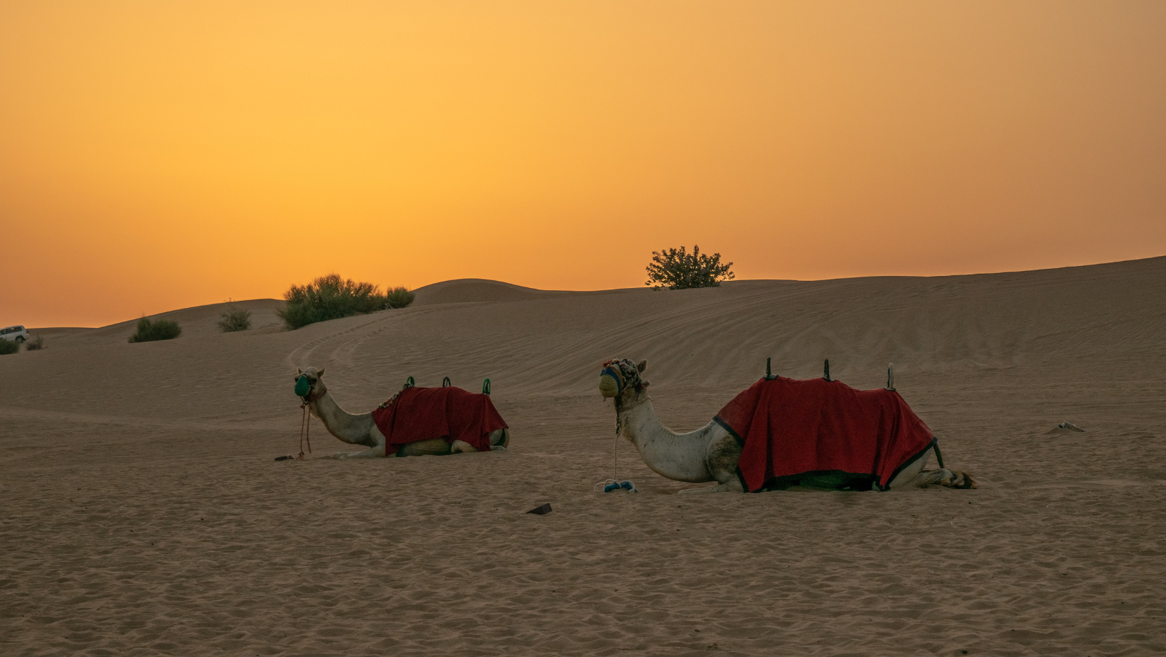 vip morning desert safari