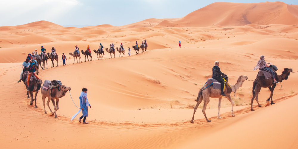 Camels Making a Round Shape camel desert safaris tour